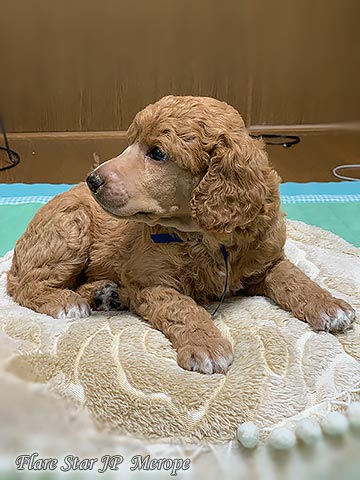 �X�^���_�[�h�v�[�h��